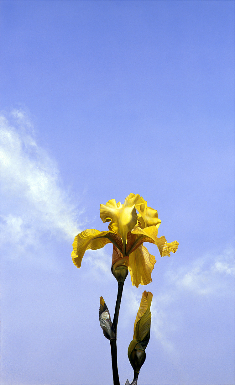 Yellow Iris -an original oil painting by Matthew Bates 
